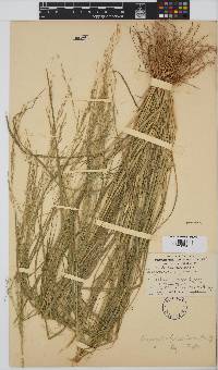 Eragrostis tef image