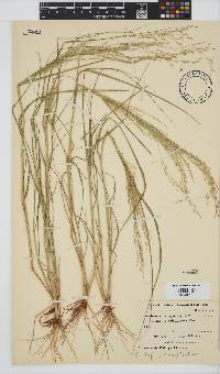 Eragrostis tef image