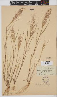 Eragrostis amabilis image