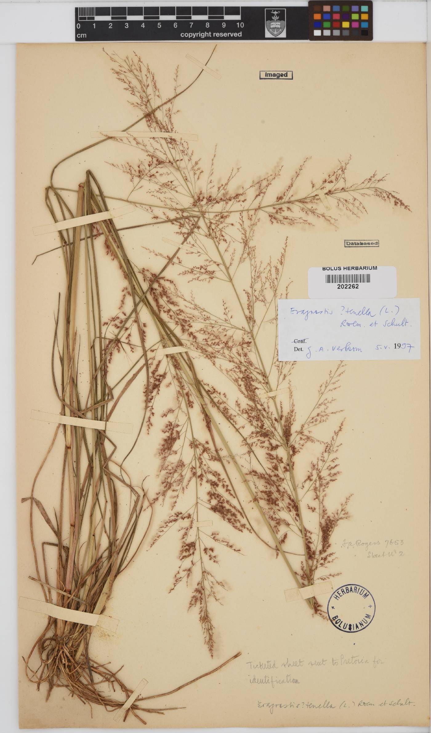 Eragrostis amabilis image