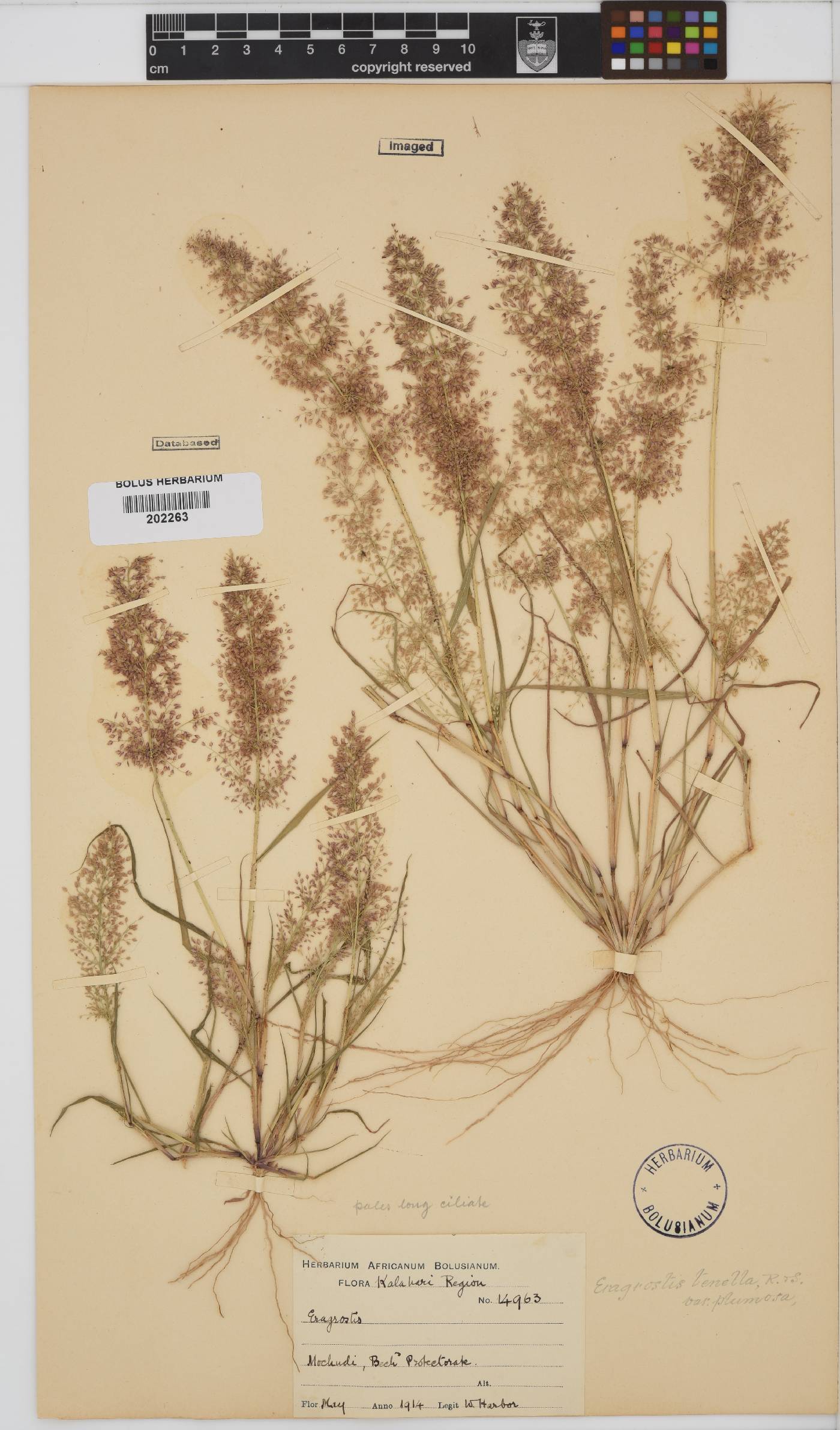Eragrostis amabilis image