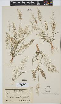 Eragrostis amabilis image