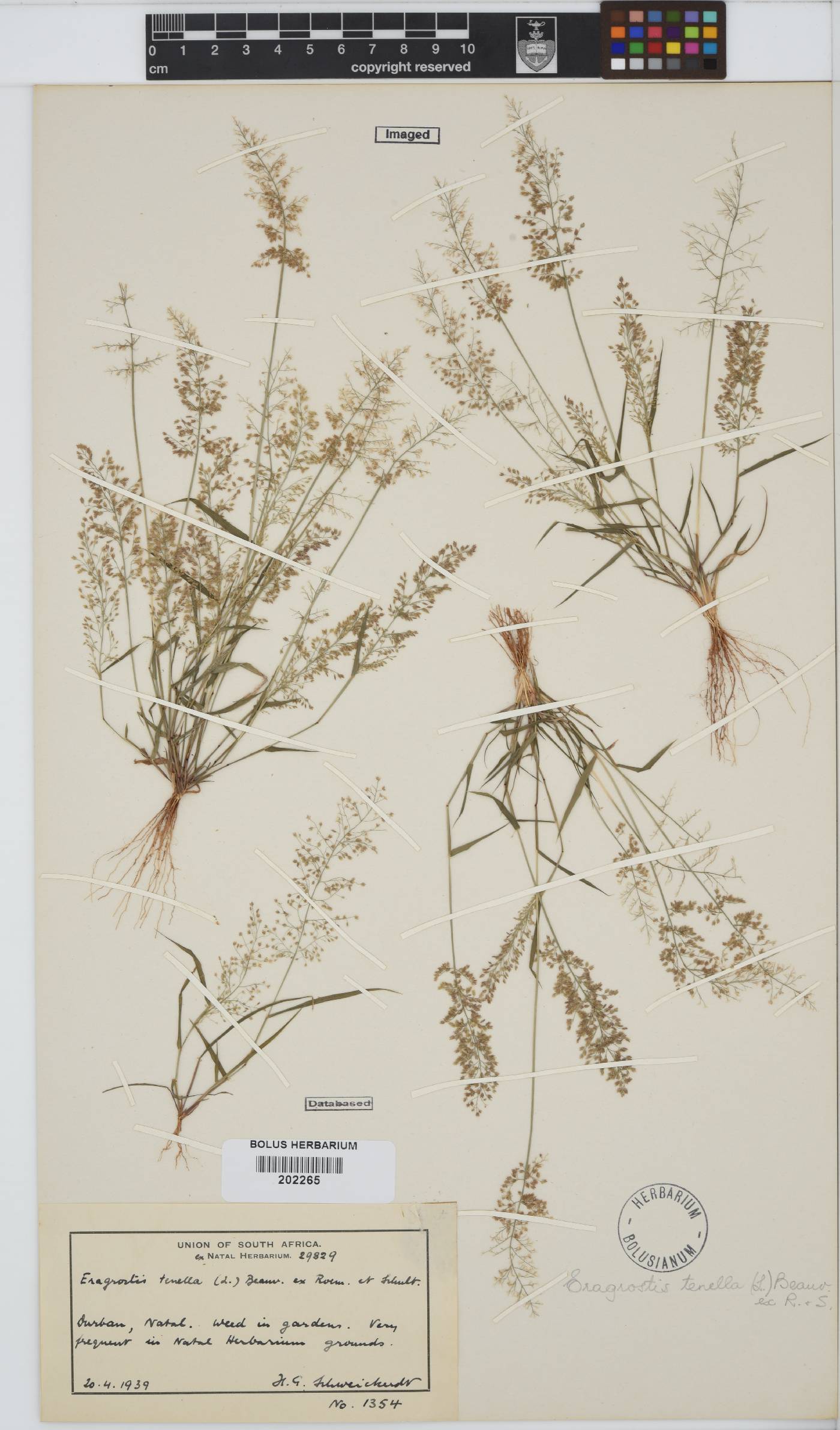 Eragrostis amabilis image