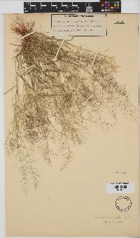 Eragrostis amabilis image