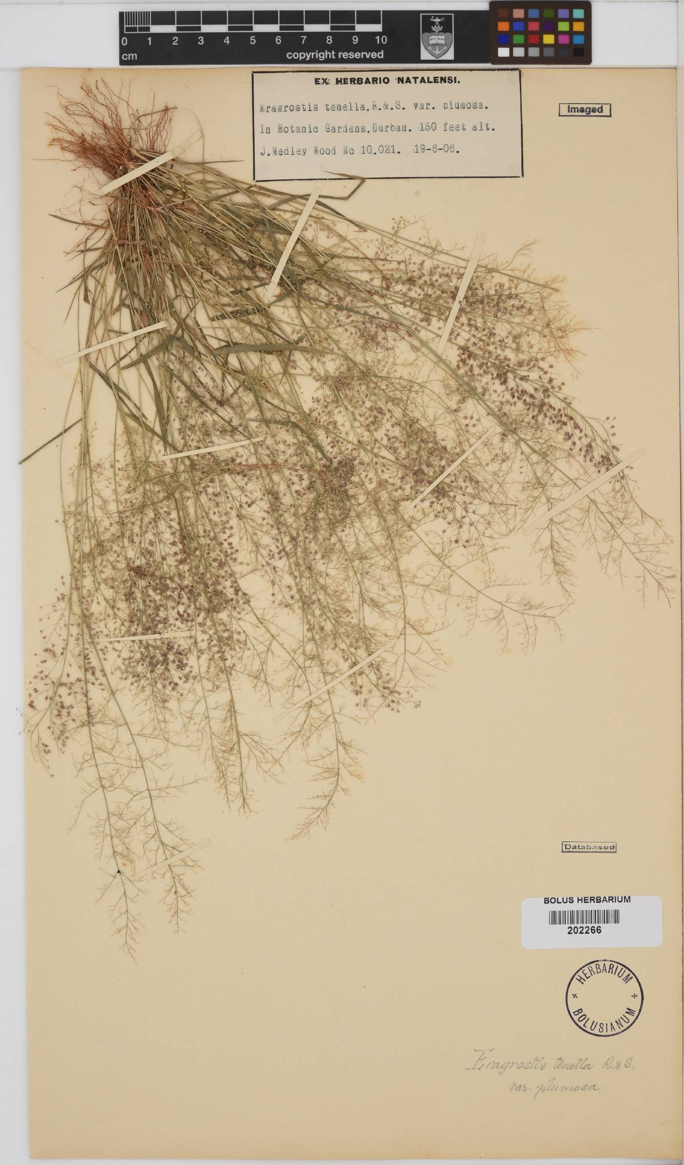 Eragrostis amabilis image