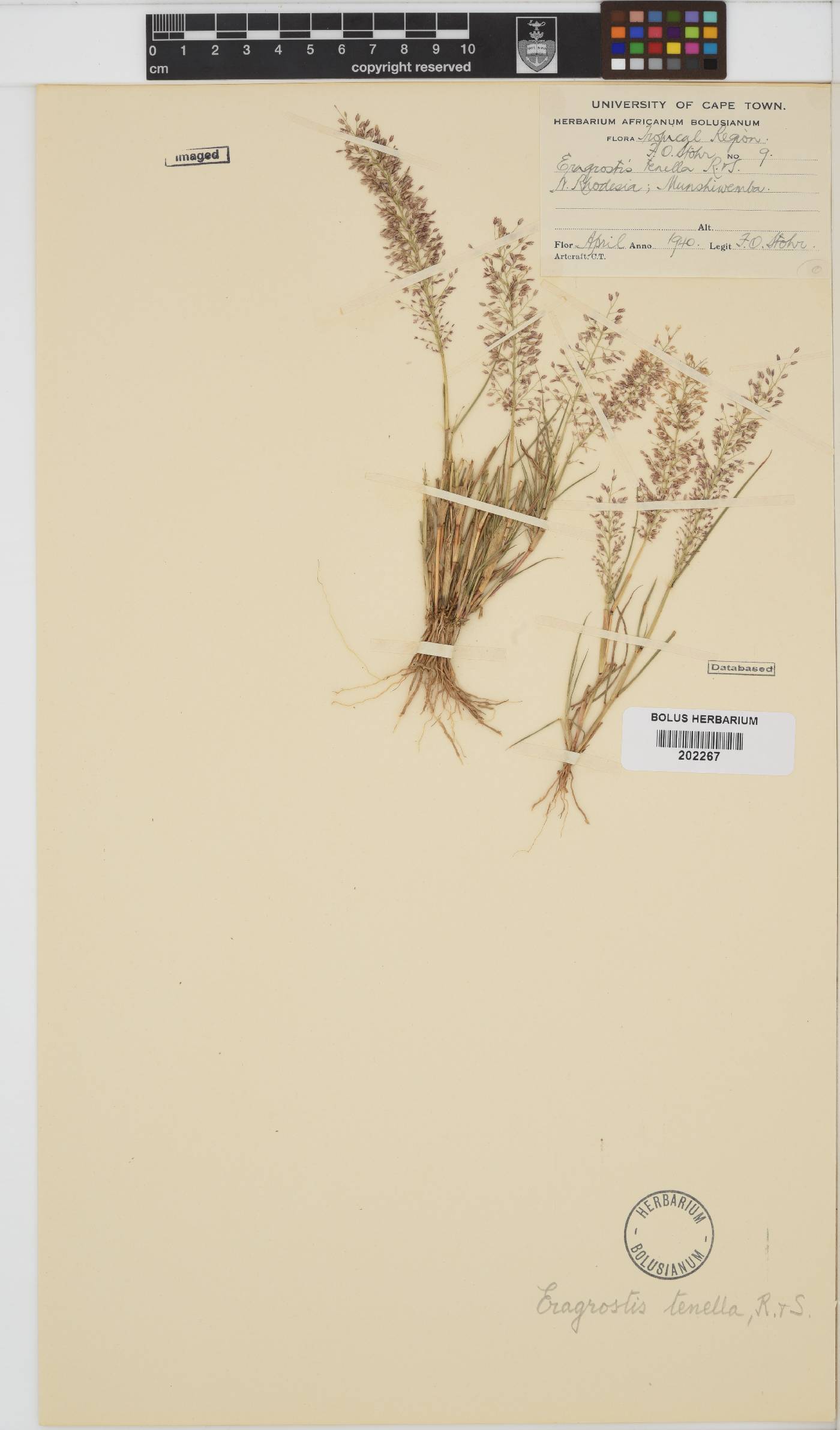 Eragrostis amabilis image