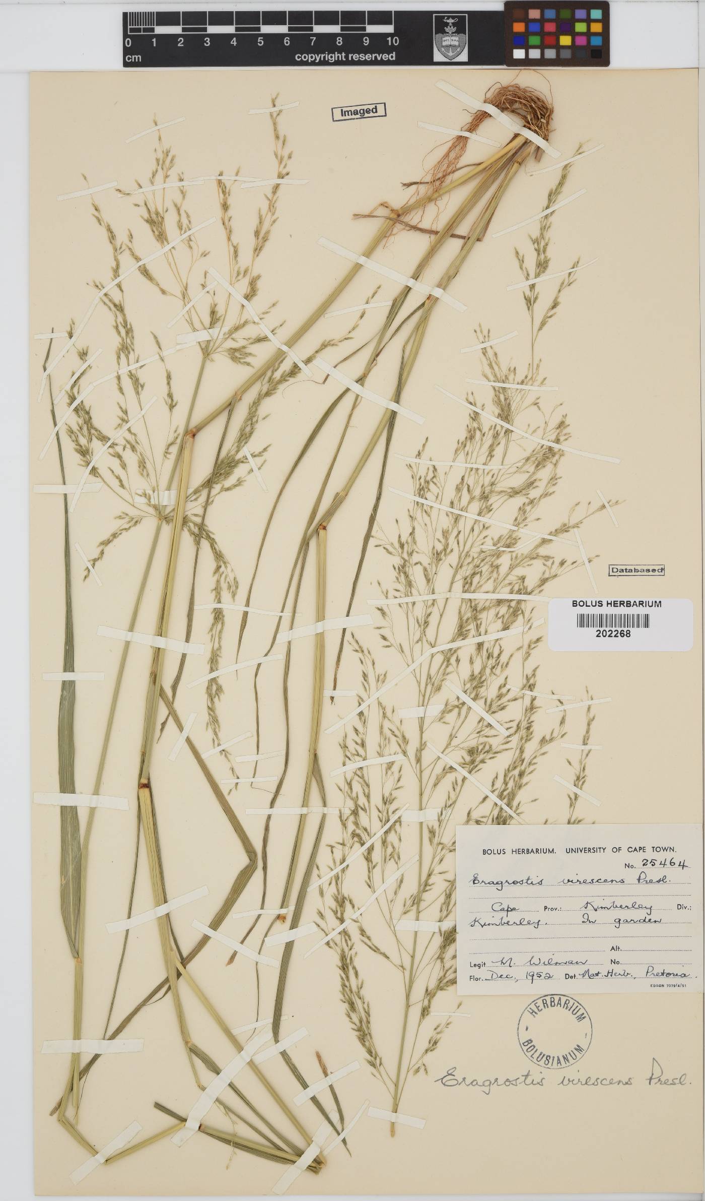 Eragrostis mexicana subsp. virescens image