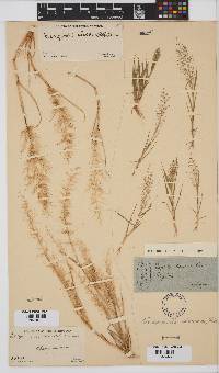 Eragrostis viscosa image