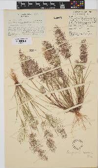 Eragrostis viscosa image