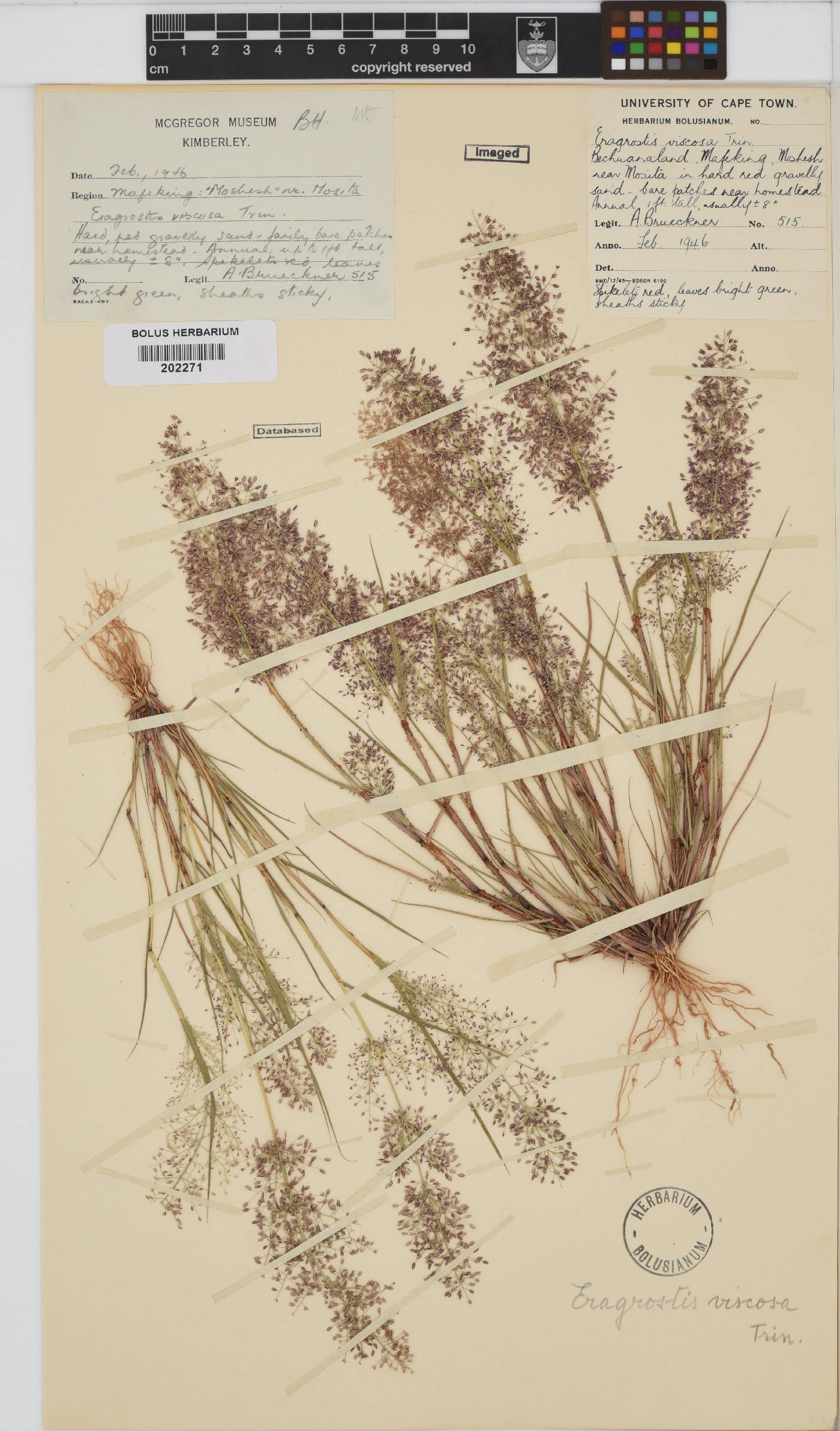 Eragrostis viscosa image