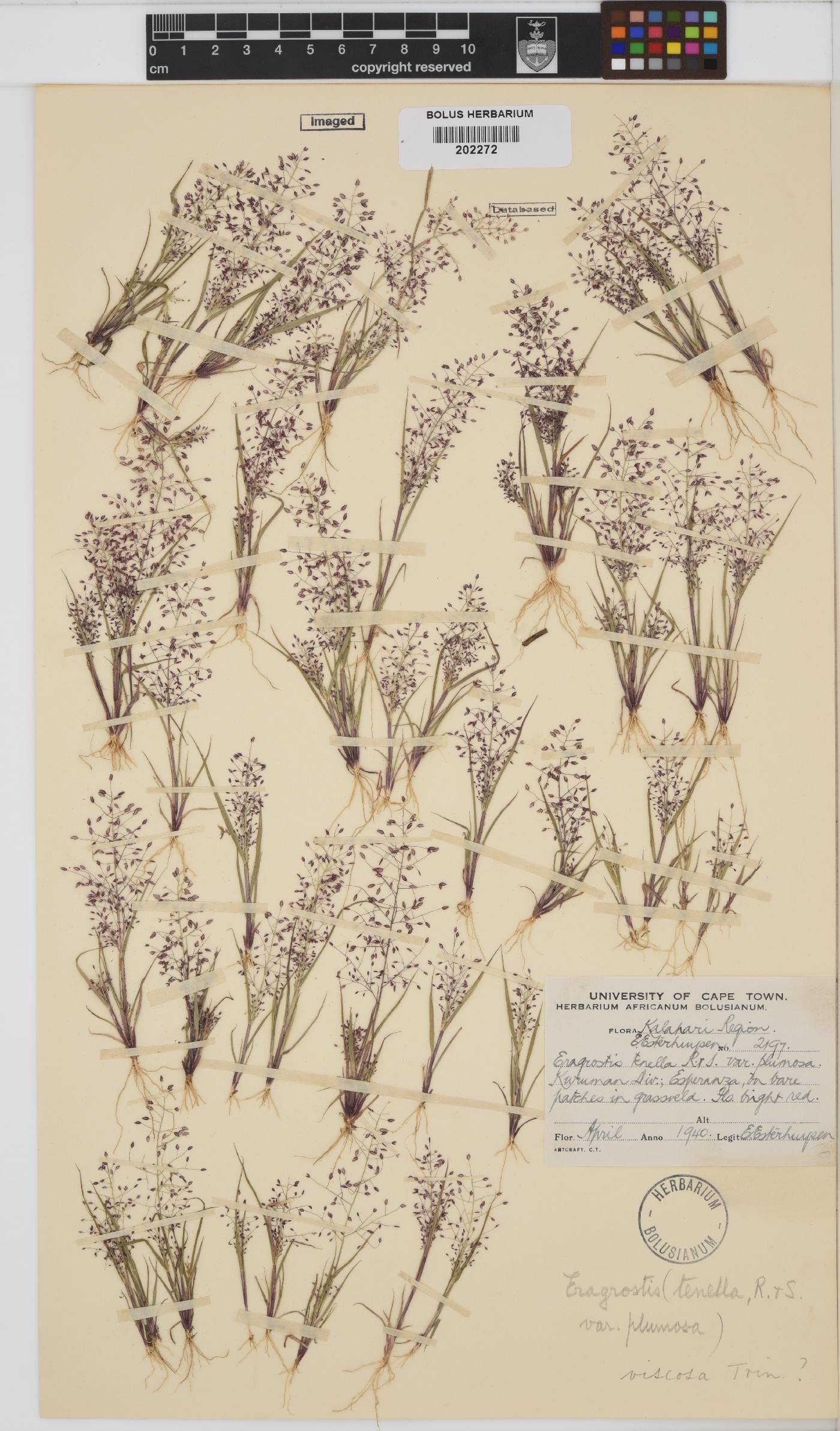 Eragrostis viscosa image