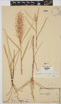 Eragrostis viscosa image