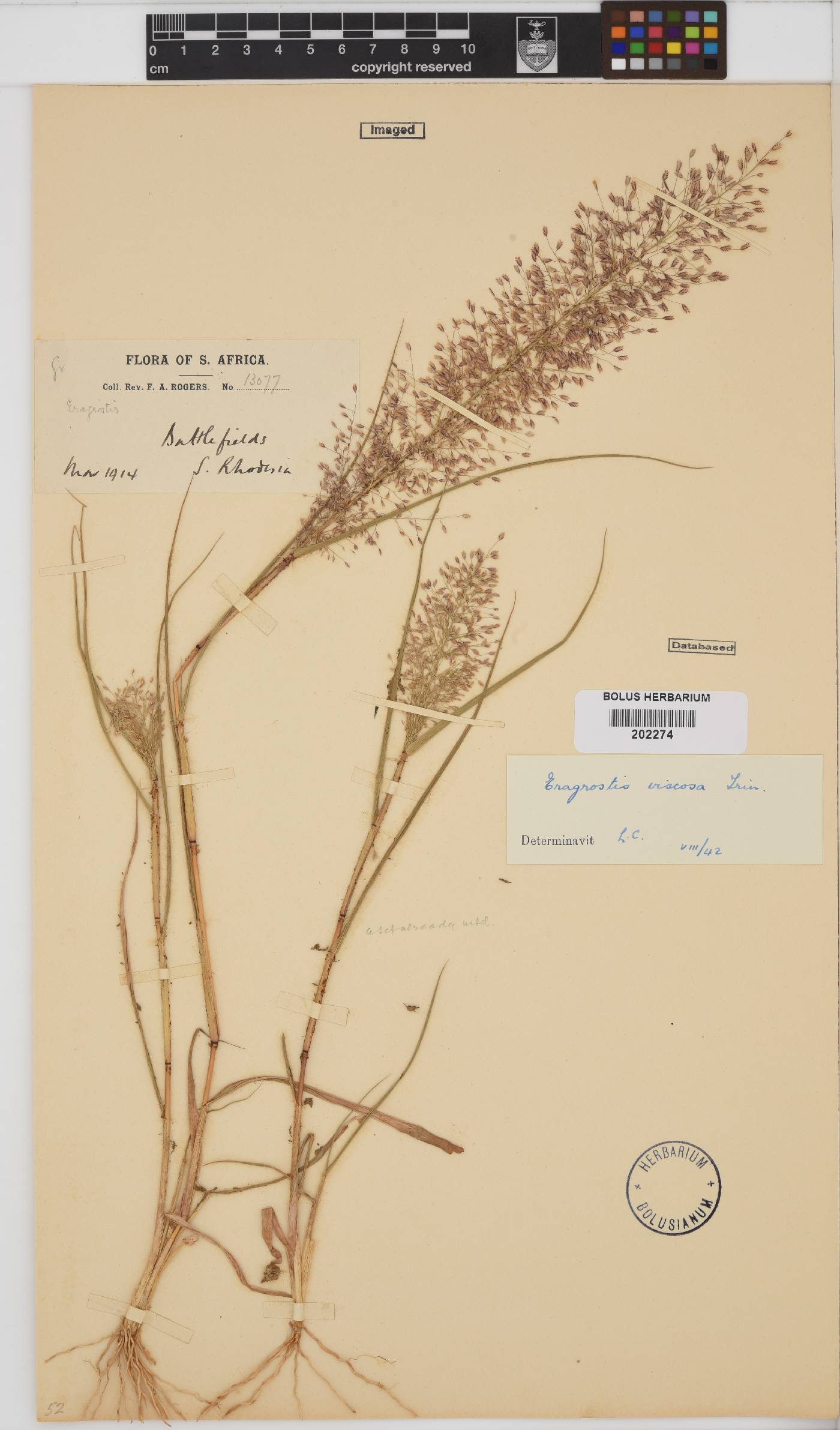 Eragrostis viscosa image