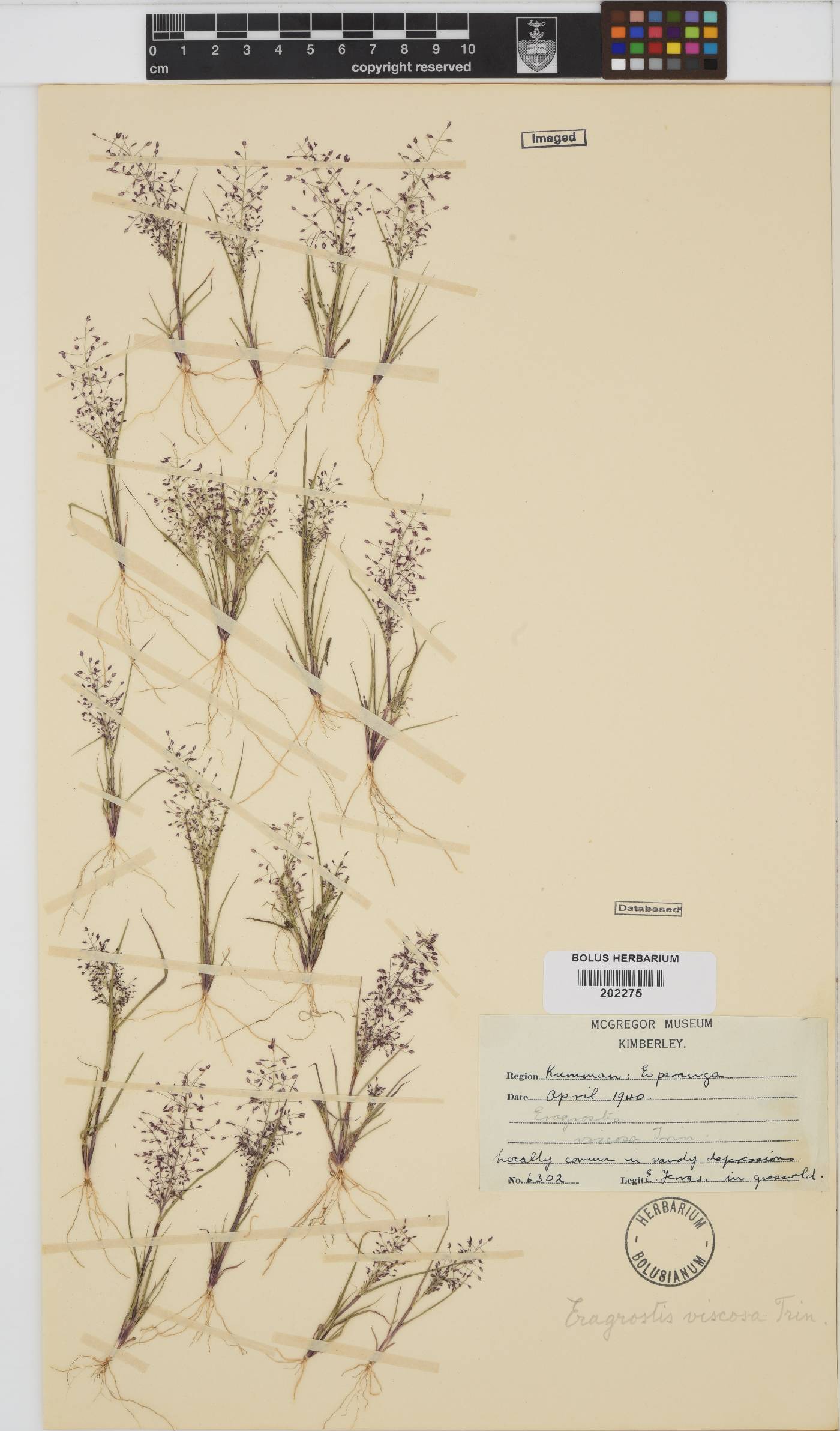 Eragrostis viscosa image