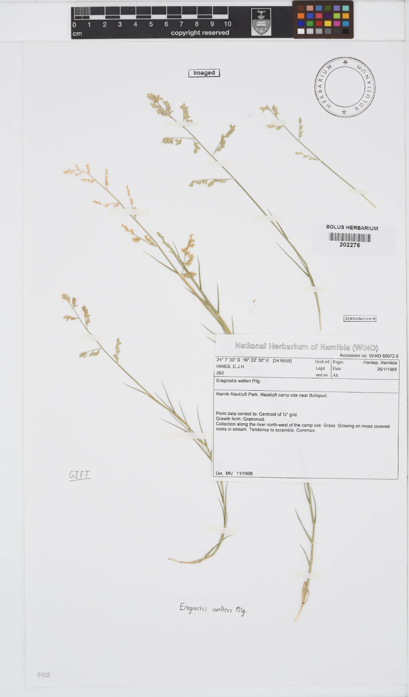 Eragrostis walteri image