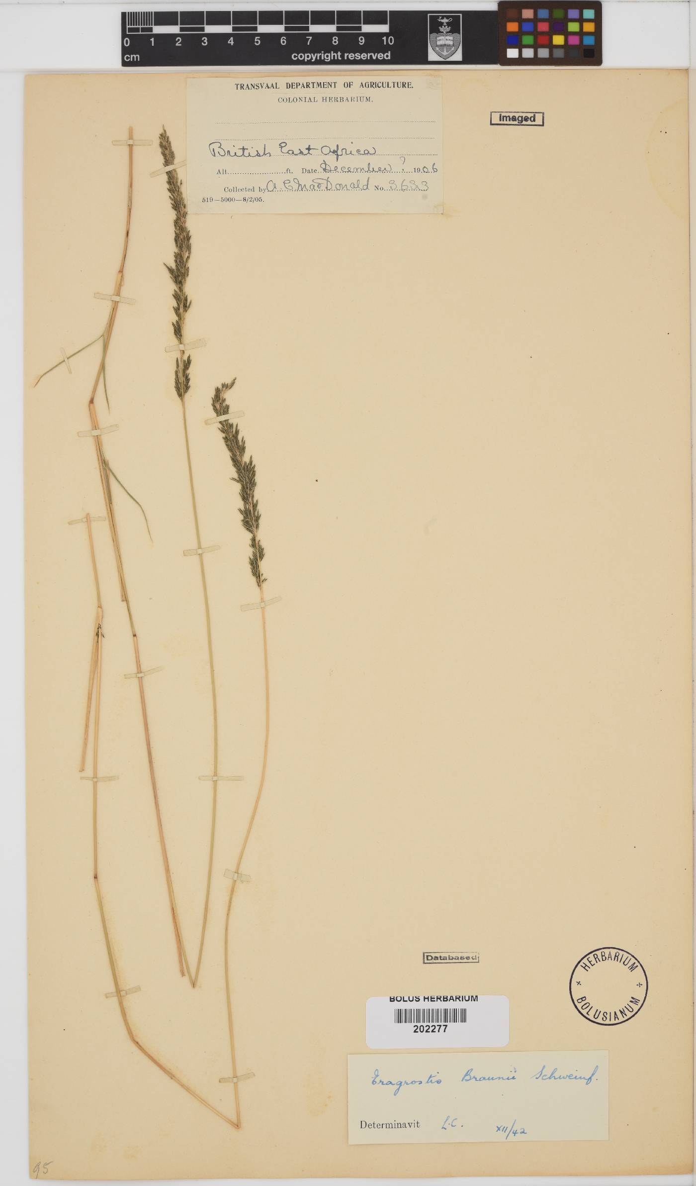 Eragrostis braunii image