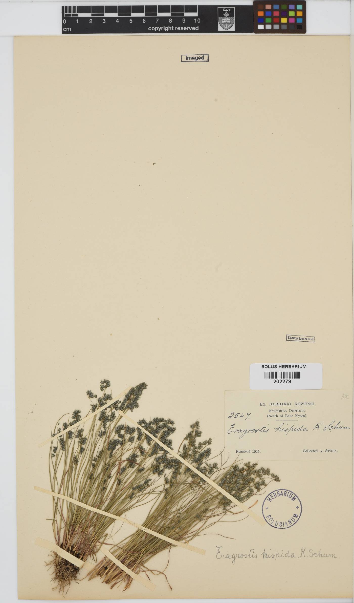 Eragrostis hispida image