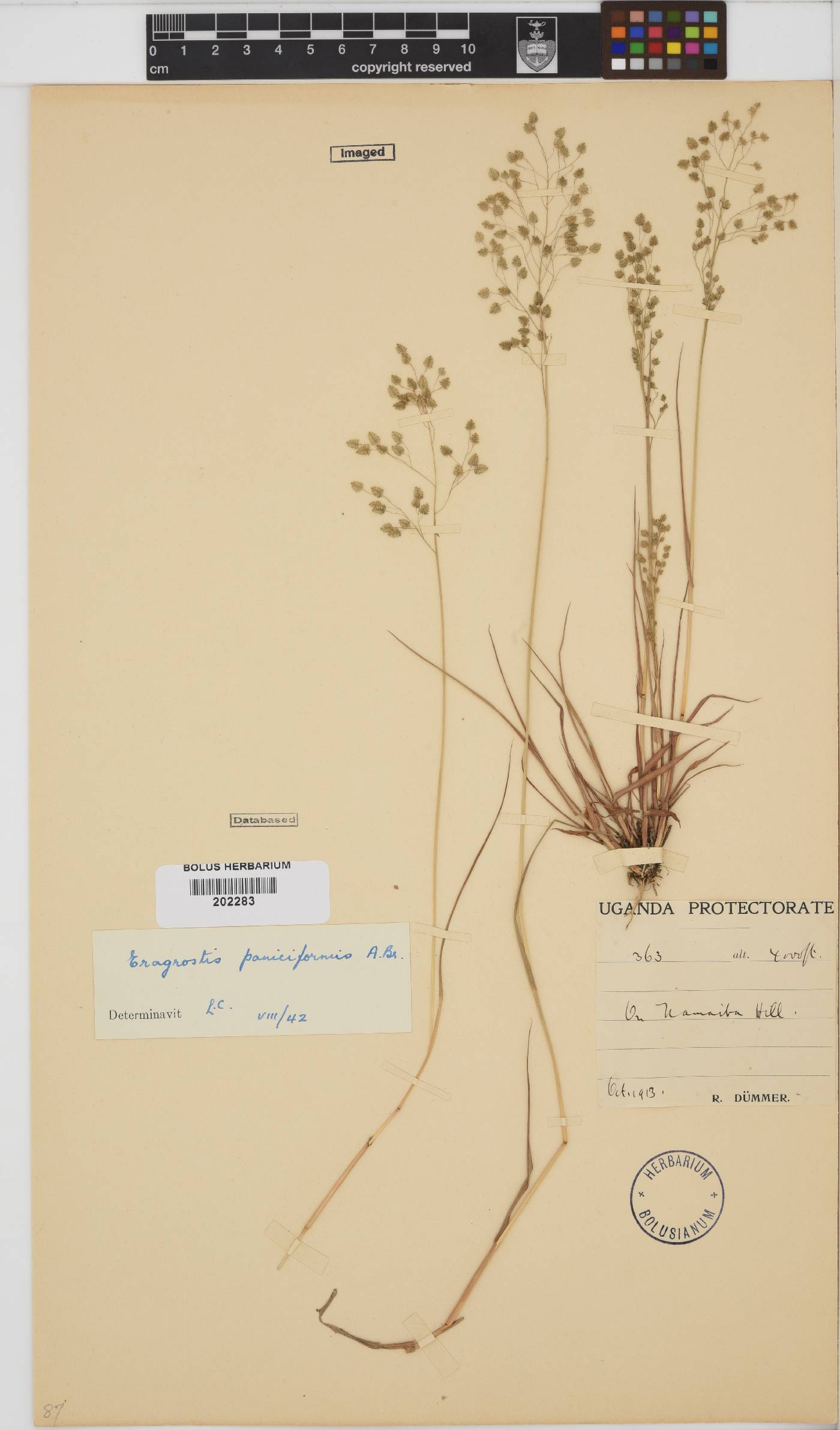 Eragrostis paniciformis image