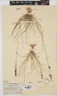 Eragrostis patens image