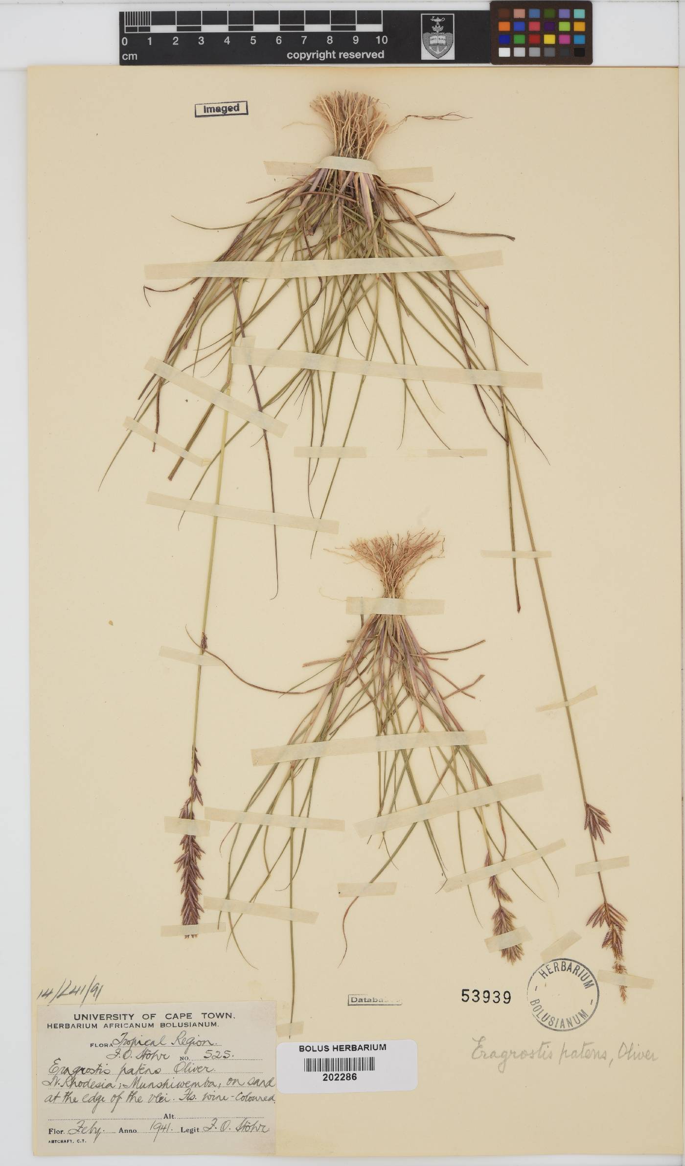 Eragrostis patens image