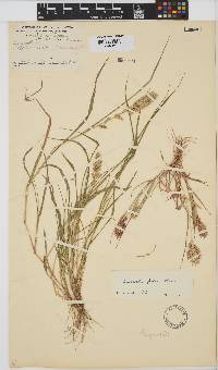 Eragrostis patens image