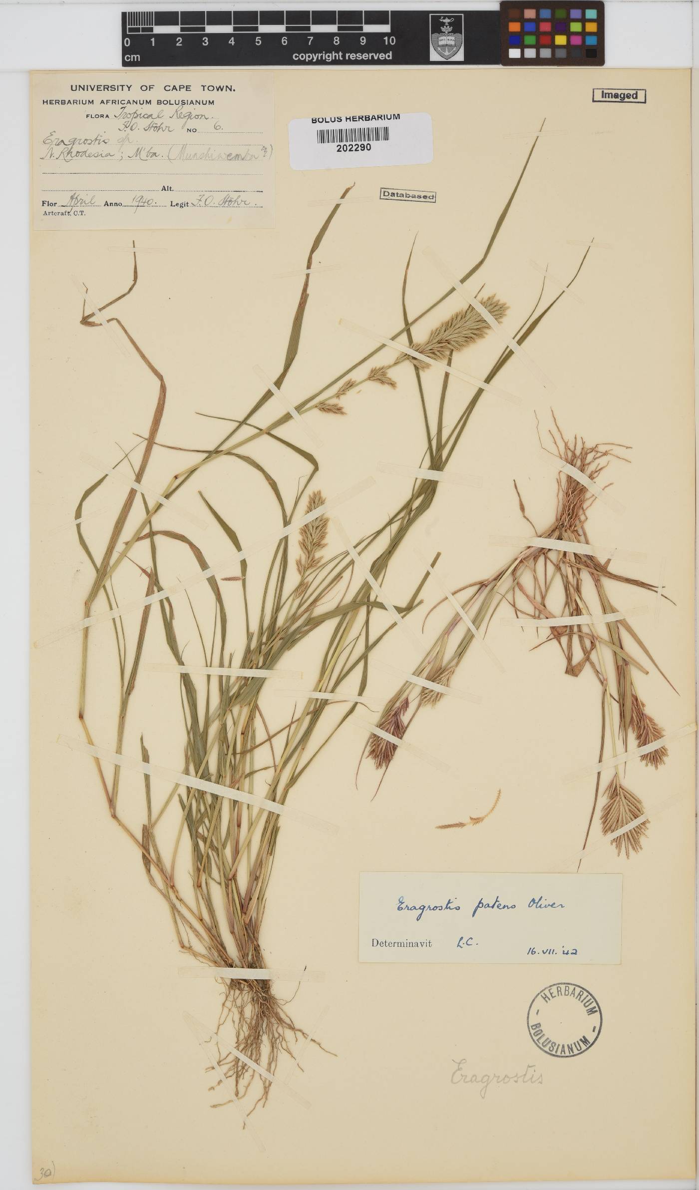 Eragrostis patens image