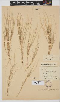 Eragrostis riparia image