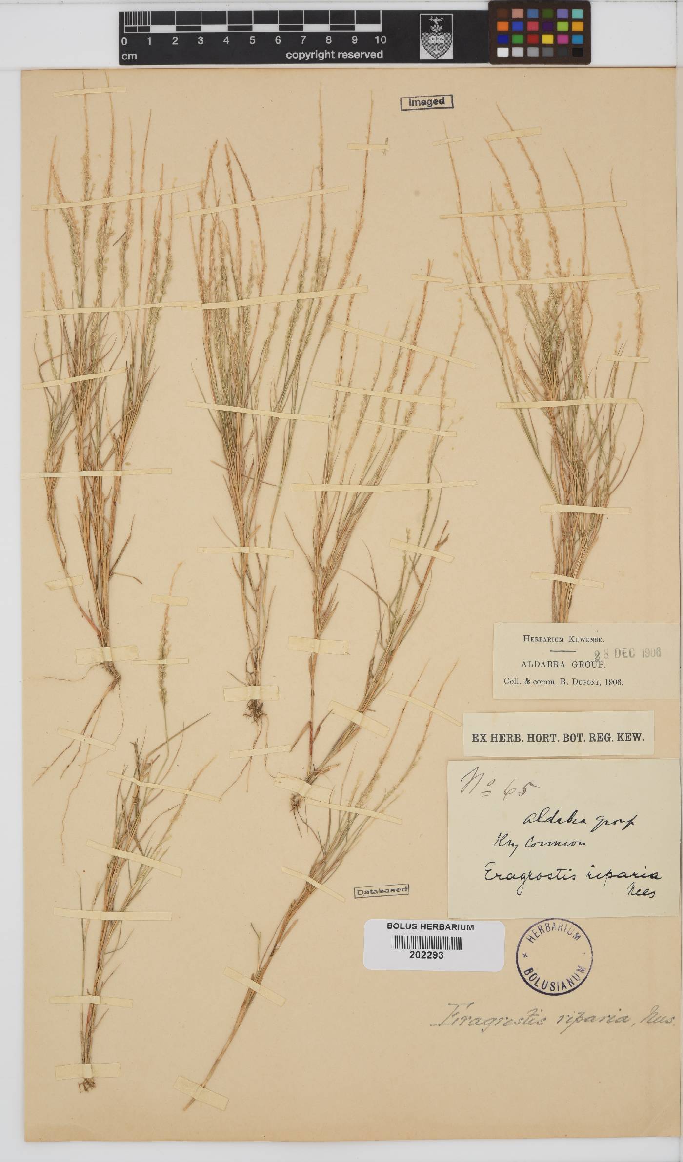 Eragrostis riparia image