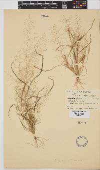 Diandrochloa namaquensis image