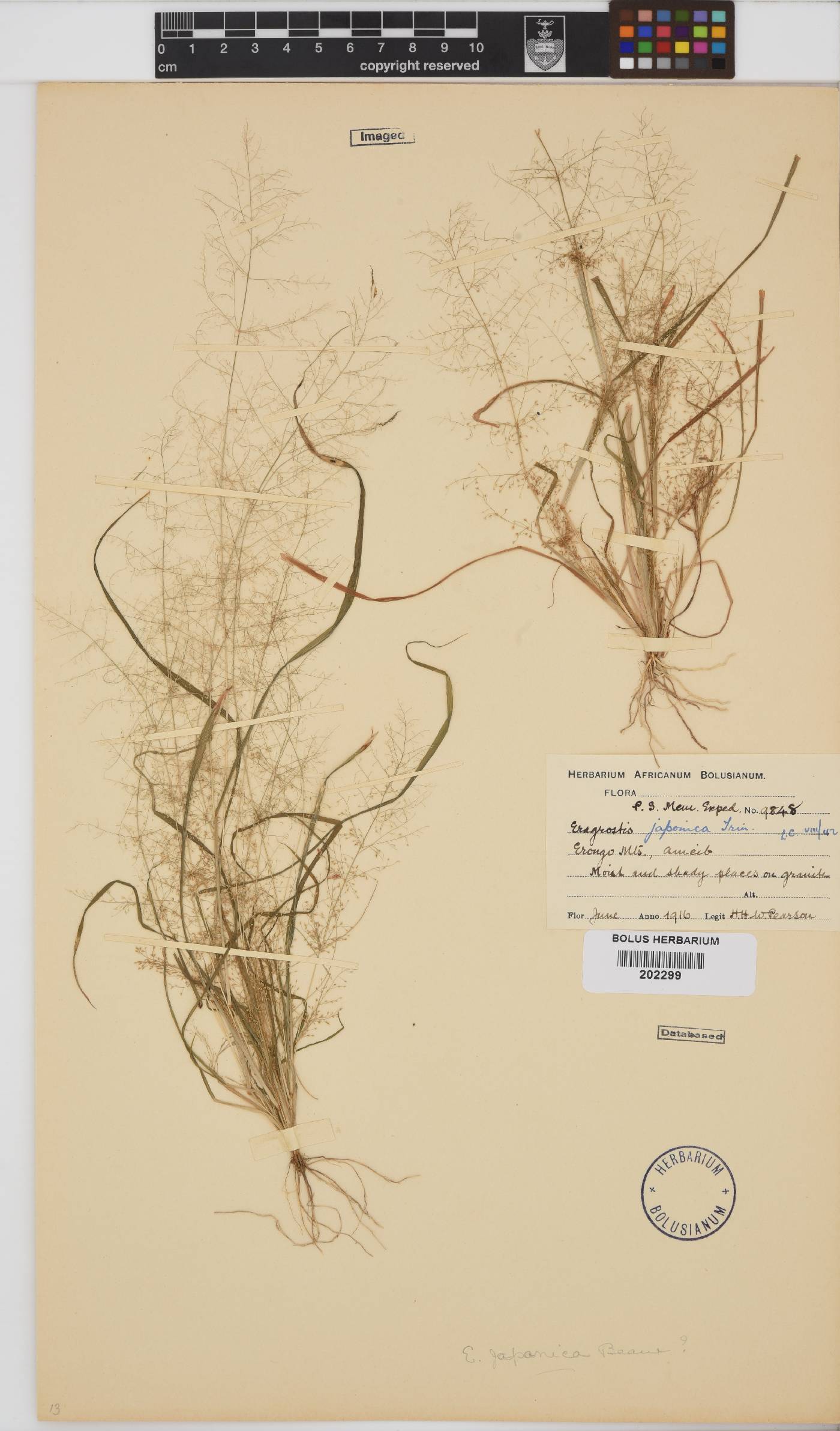 Diandrochloa namaquensis image