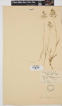 Eragrostis patentipilosa image