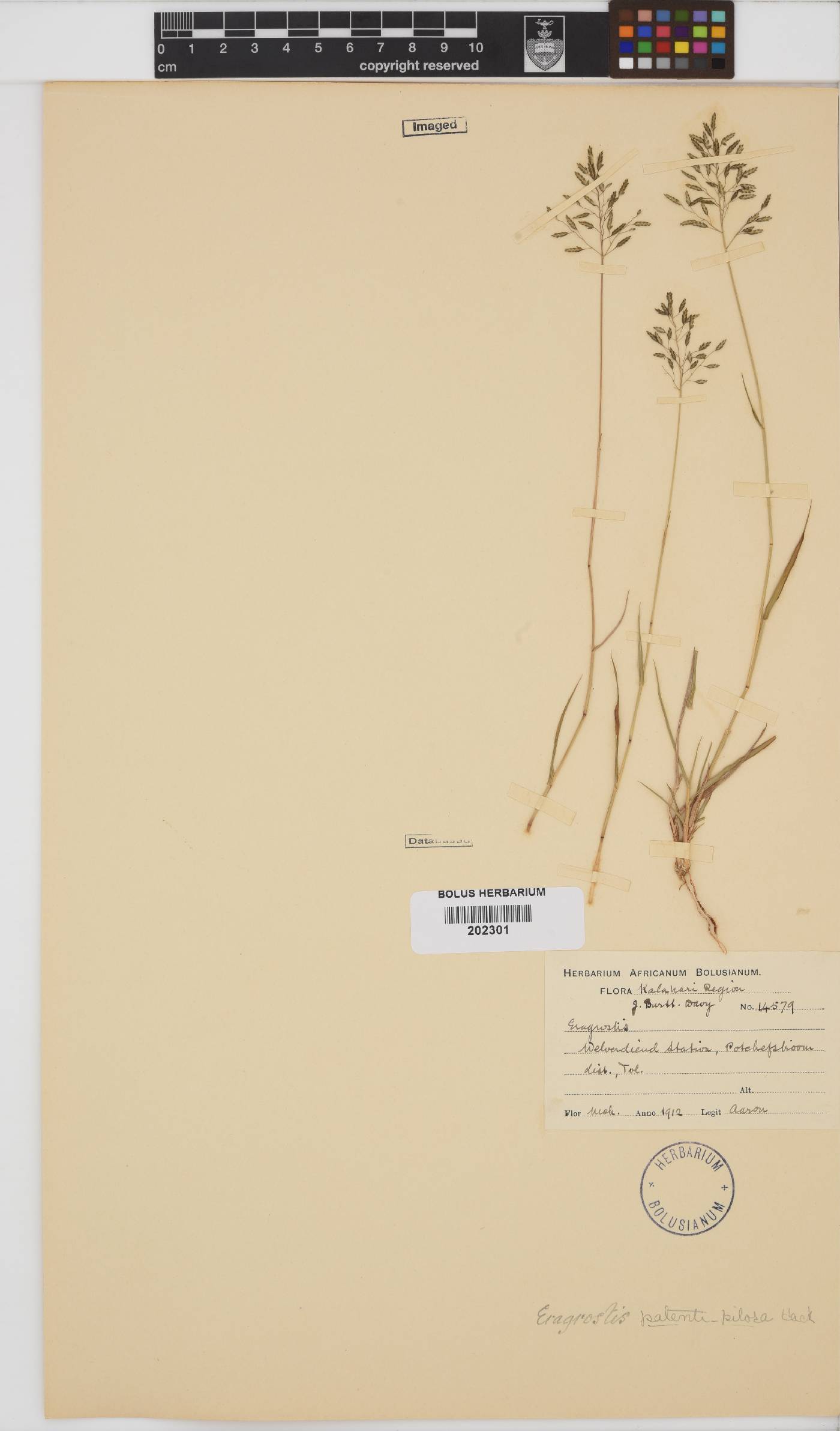 Eragrostis patentipilosa image