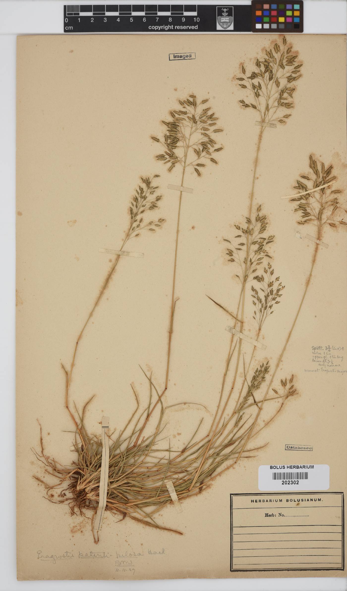 Eragrostis patentipilosa image