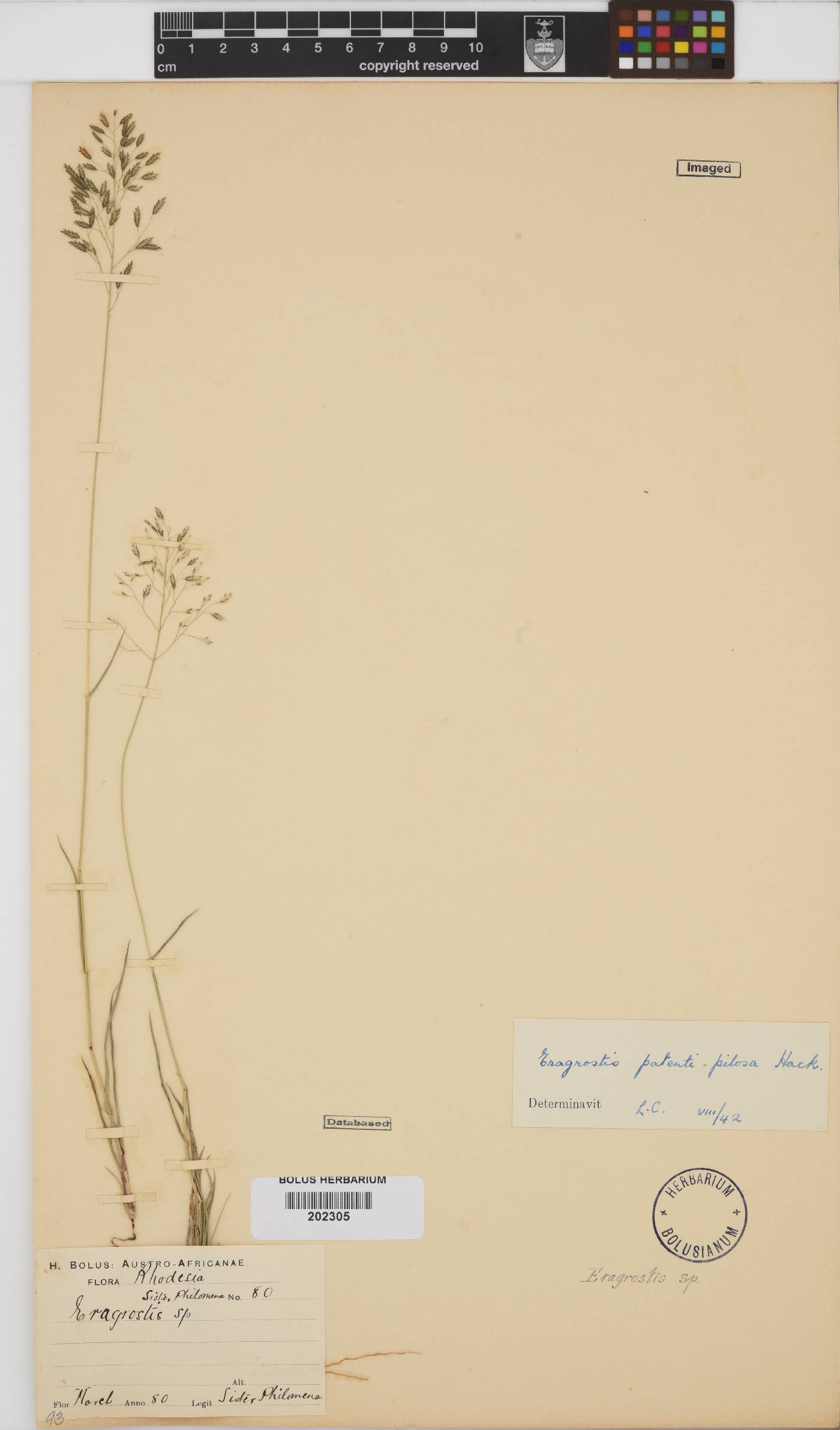 Eragrostis patentipilosa image