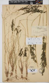 Eragrostis curvula image