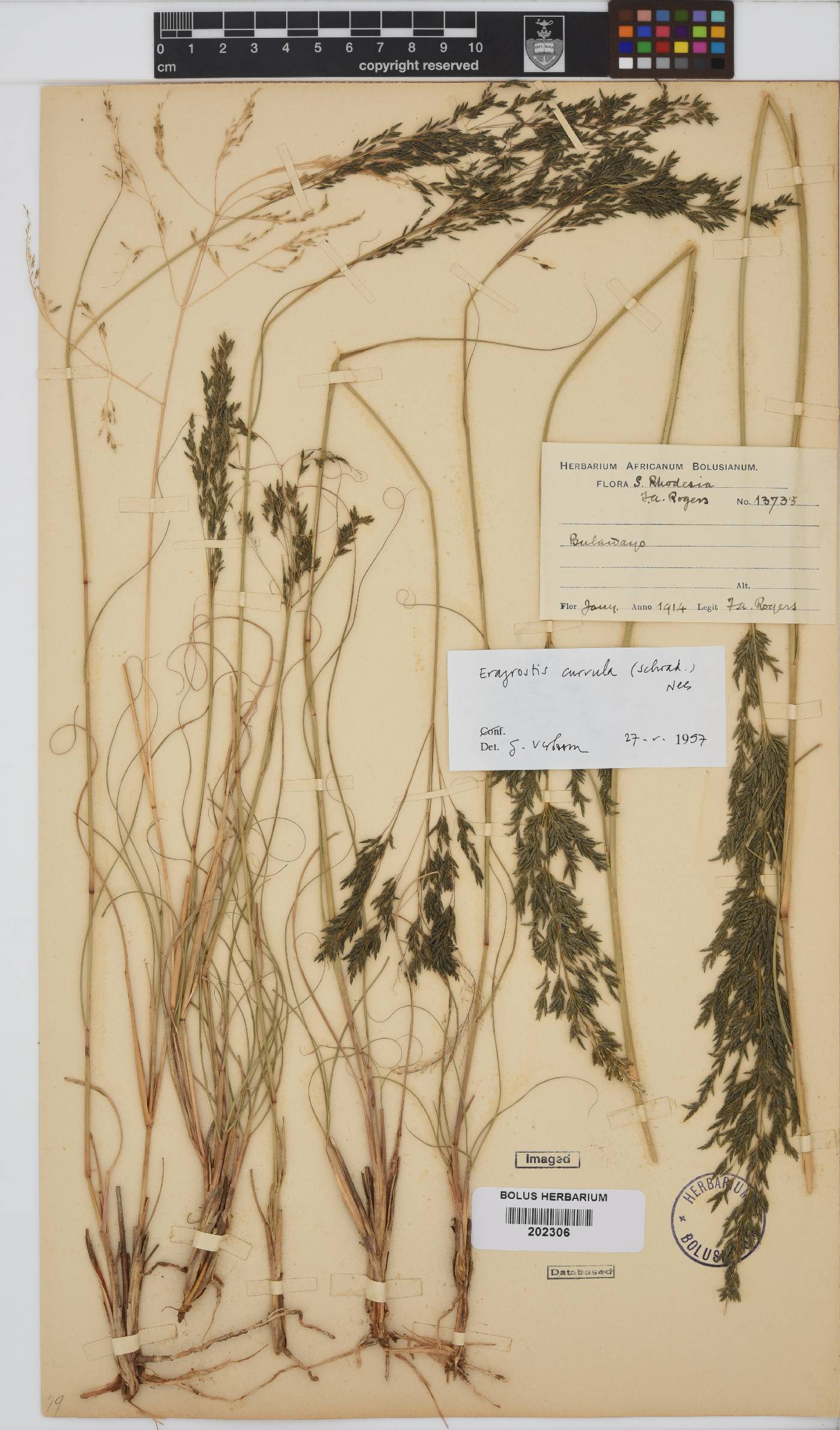 Eragrostis curvula image
