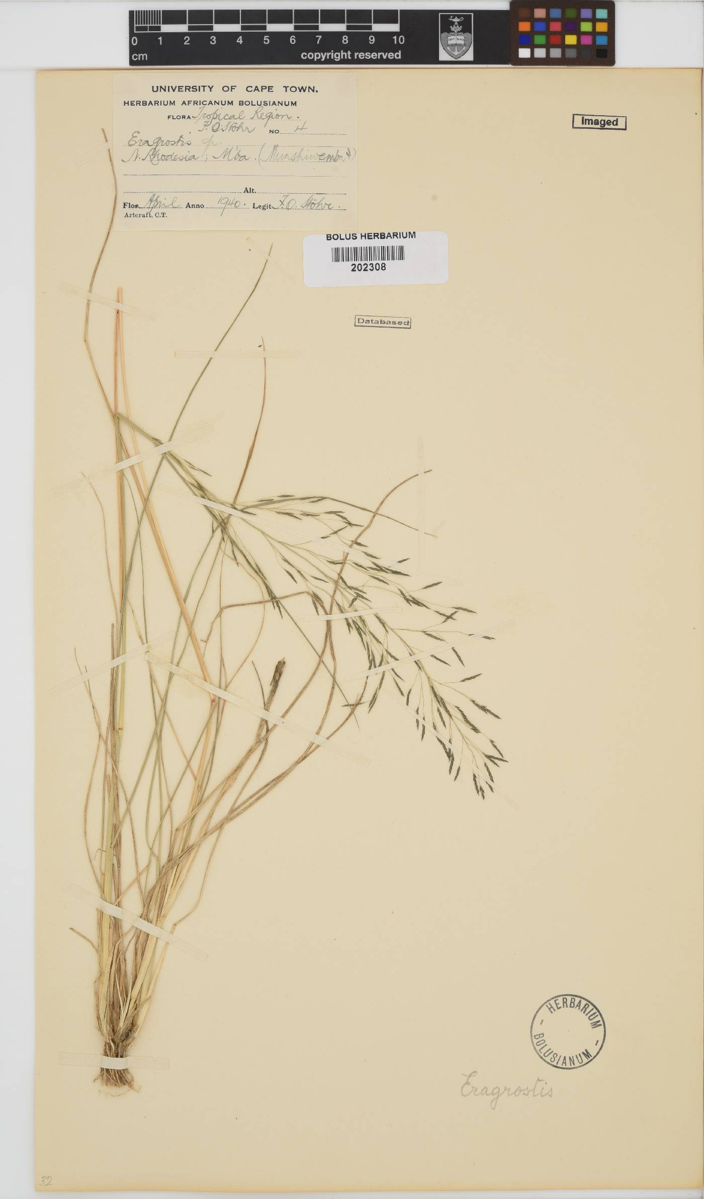 Eragrostis image