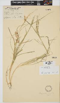 Eragrostis tenuifolia image