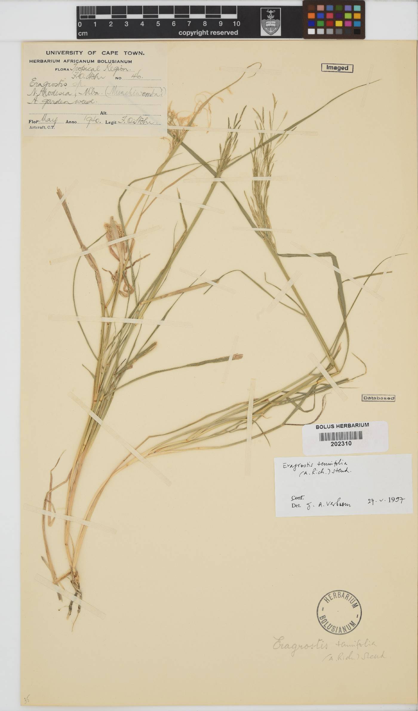 Eragrostis tenuifolia image