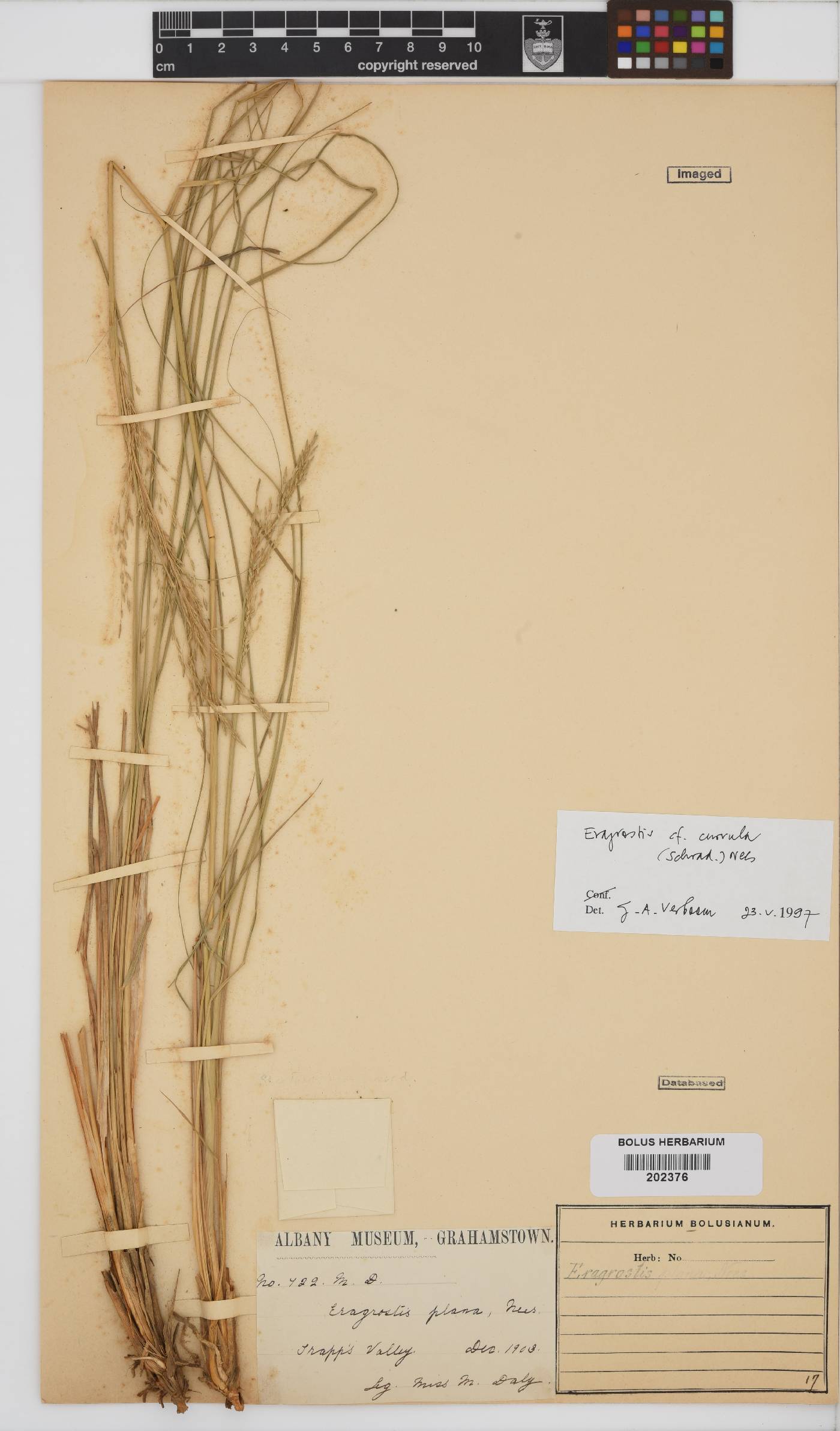 Eragrostis curvula image