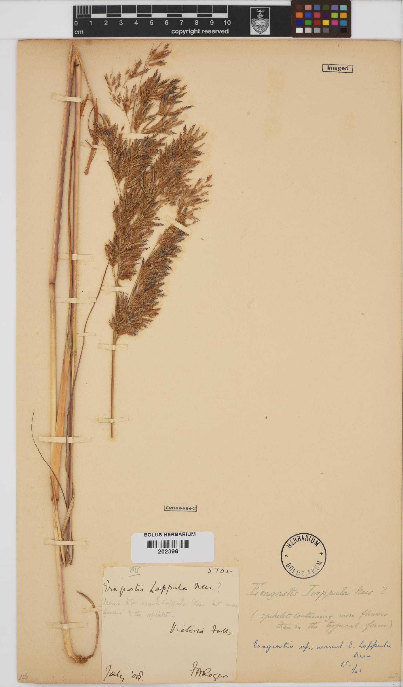Eragrostis image