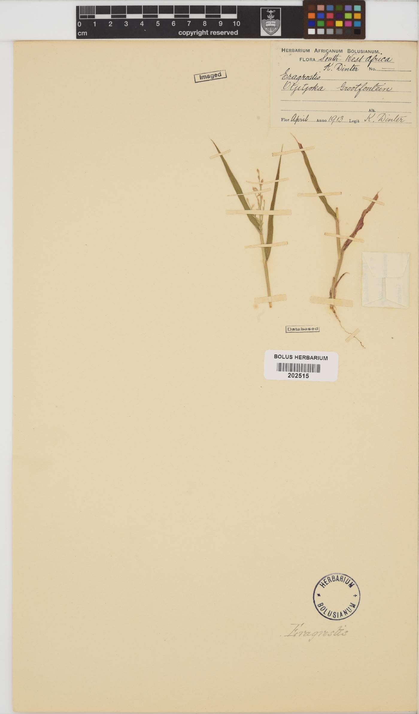 Eragrostis image