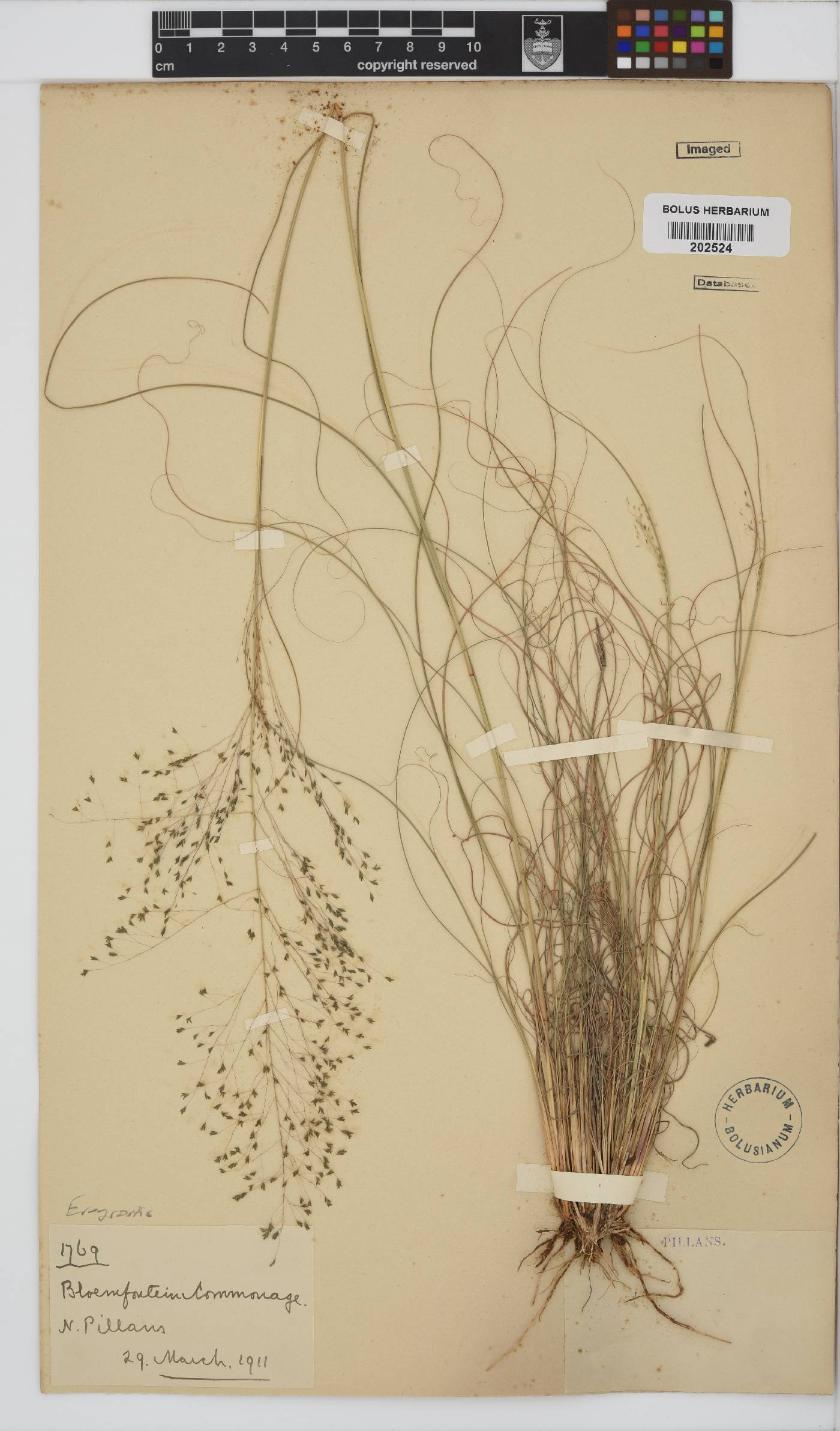 Eragrostis image