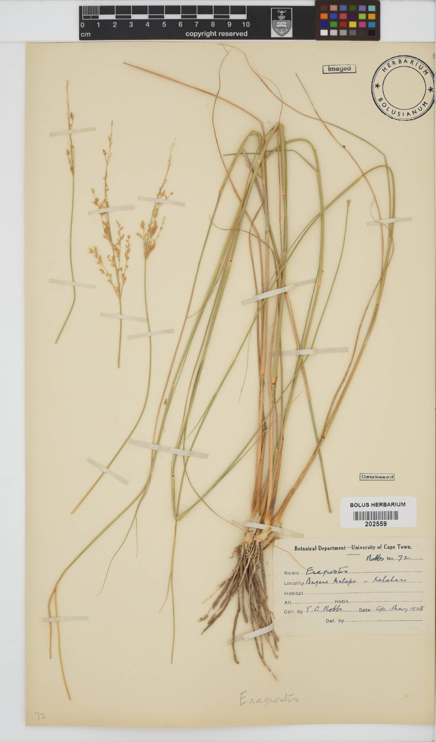 Eragrostis image