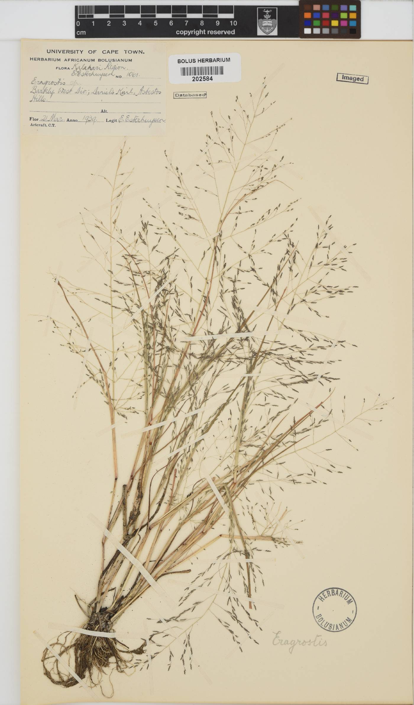 Eragrostis image