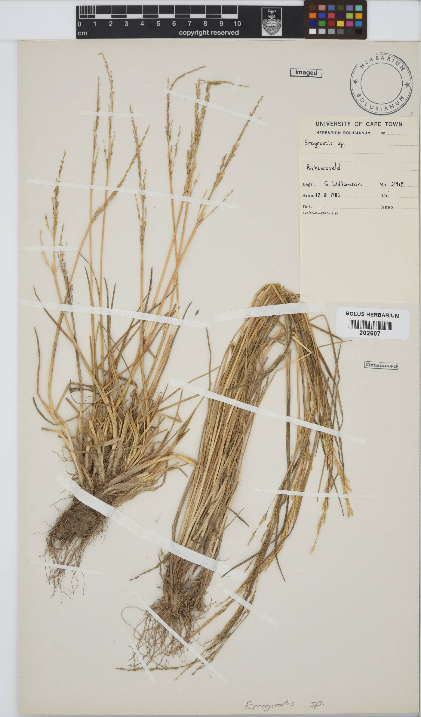 Eragrostis image