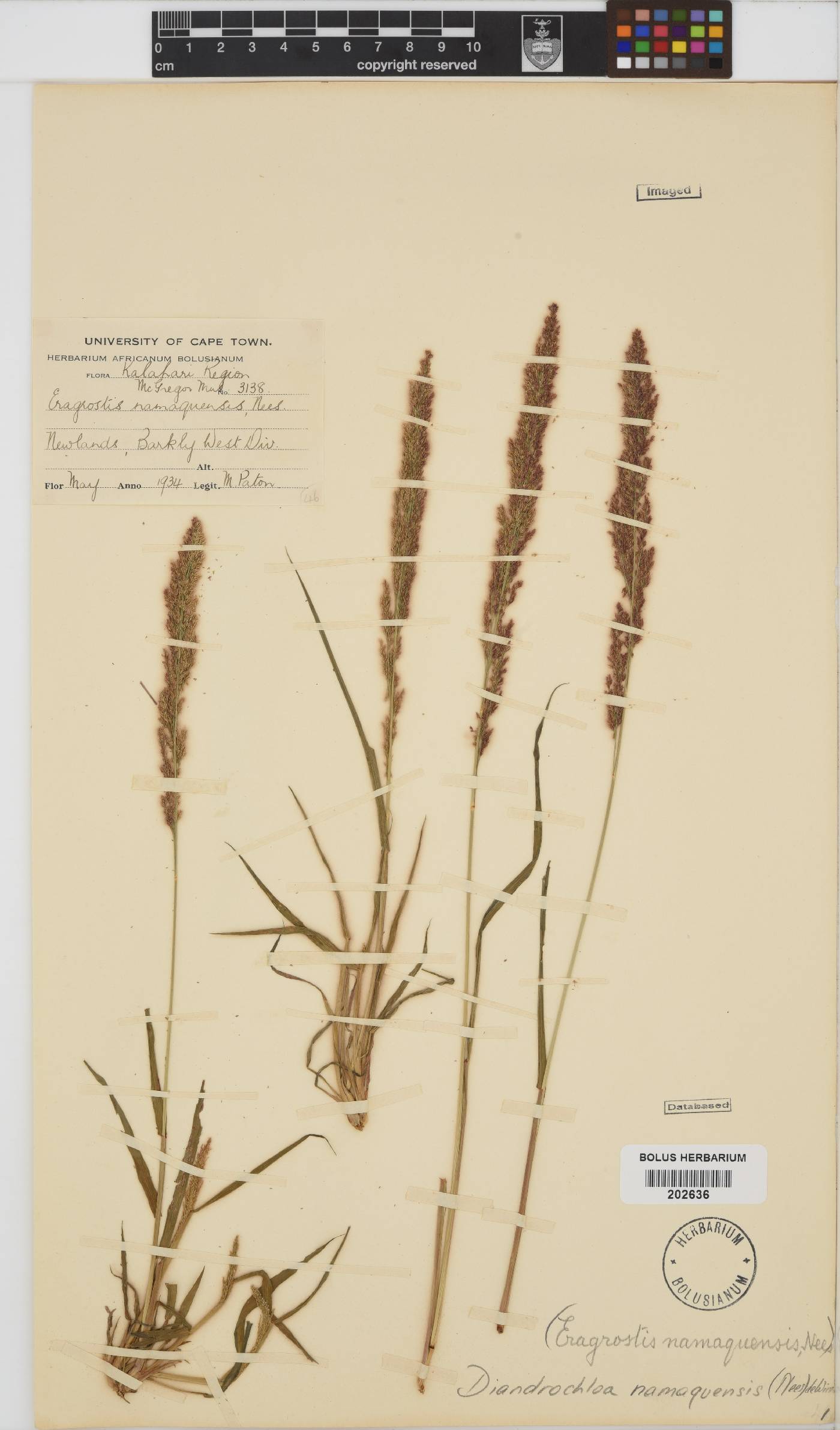 Diandrochloa namaquensis image
