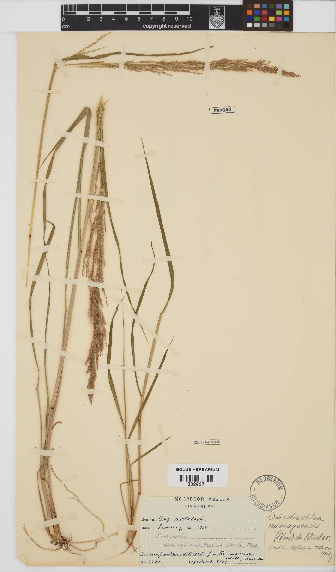 Diandrochloa namaquensis image