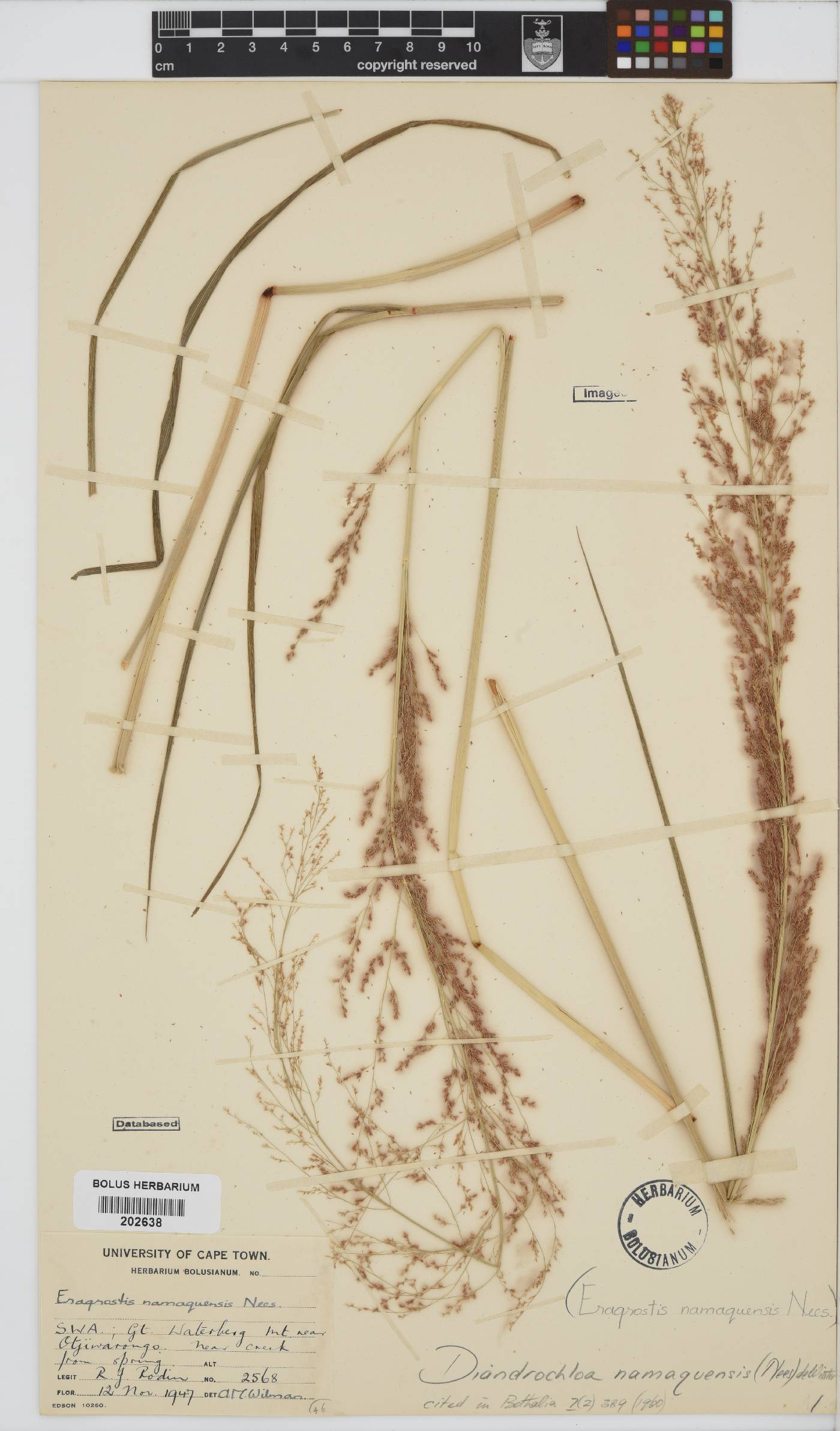 Diandrochloa namaquensis image