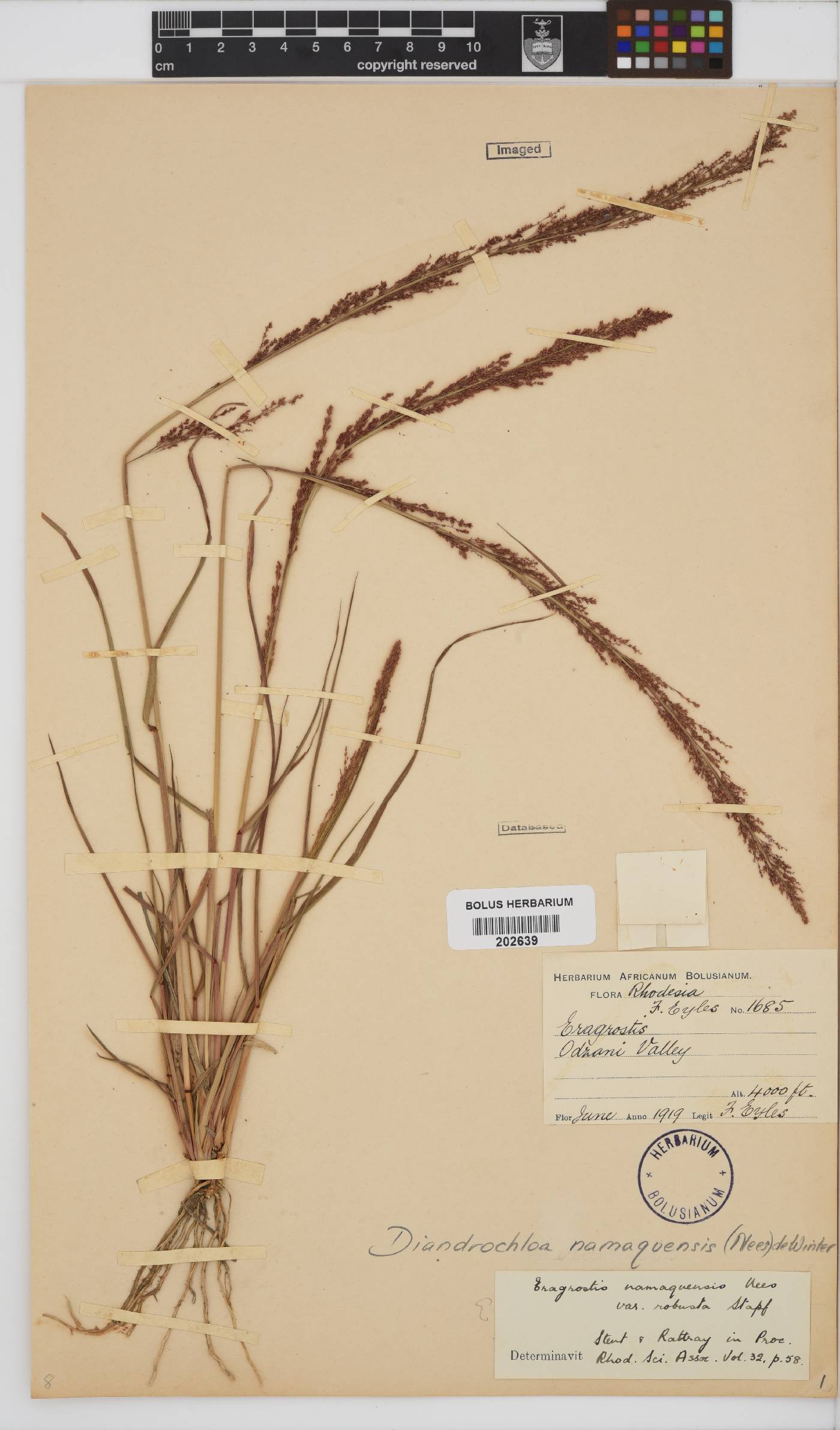 Diandrochloa image